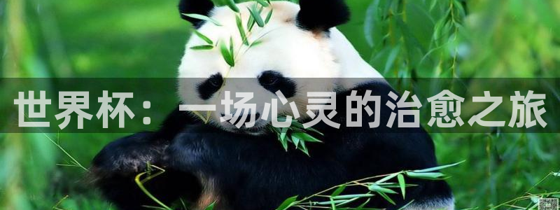 世界杯2026赛程时间表格：世界杯：一场心灵的治愈之旅