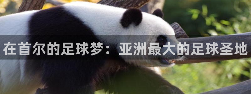 世界杯直播高清：在首尔的足球梦：亚洲最大的足球圣地